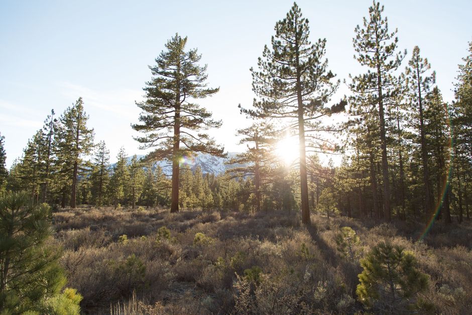 Stunning forest landscape with sunlight streaming through tall trees, creating a serene and natural atmosphere.
