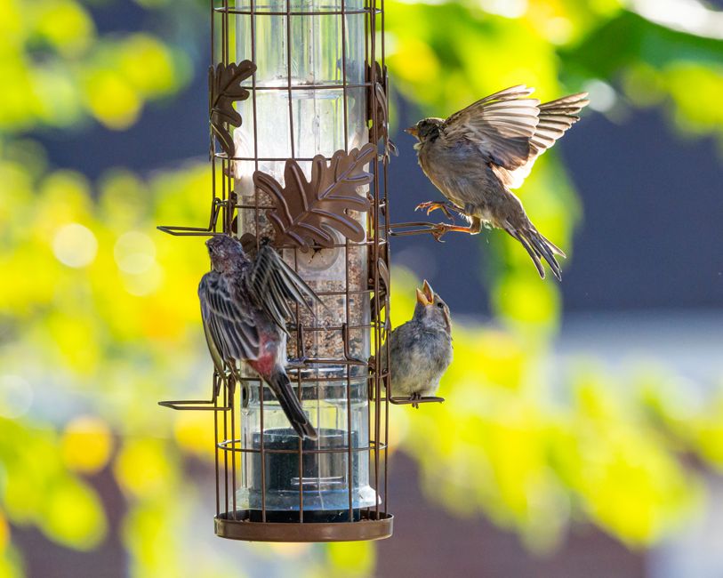 Three lively birds interacting at a backyard feeder on a sunny day. Bright and vibrant.