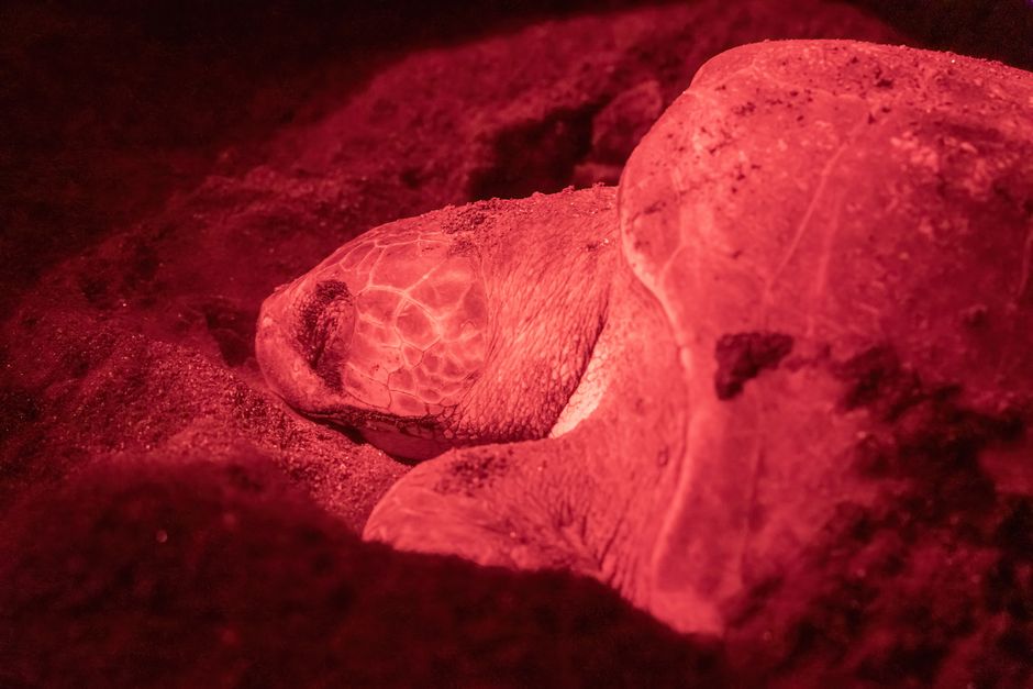 A close-up of a sea turtle nesting under red light in Chocó, Colombia.